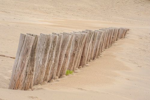 Palen / golfbreker op strand Ameland