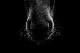 Fine Art Pferdeschnauze mit Wassertropfen von Femke Ketelaar