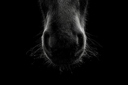 Paard Fine Art paardensnuit met waterdruppels in low key belichting