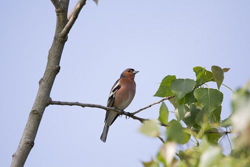 Vink in de zomer