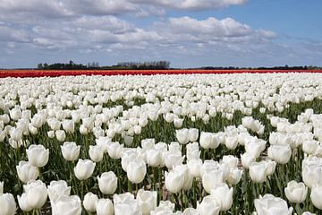 witte tulpen met een mooie bewolkte achtergrond van W J Kok