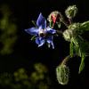 Borage flower by Alex Neumayer