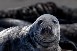 Nahaufnahme eines neugierigen Grauseehundes am Strand von Johannes Jongsma