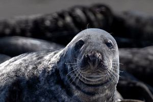 Nahaufnahme eines neugierigen Grauseehundes am Strand