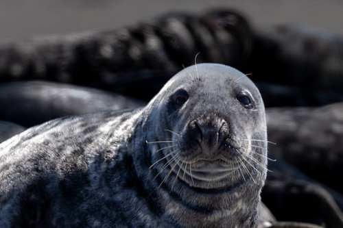 Close-up portret van een nieuwsgierige grijze zeehond op het str