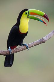 Schwefelbrusttukan Costa Rica von Nature in Stock