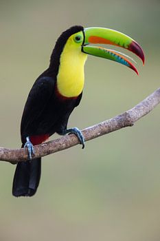 Schwefelbrusttukan Costa Rica