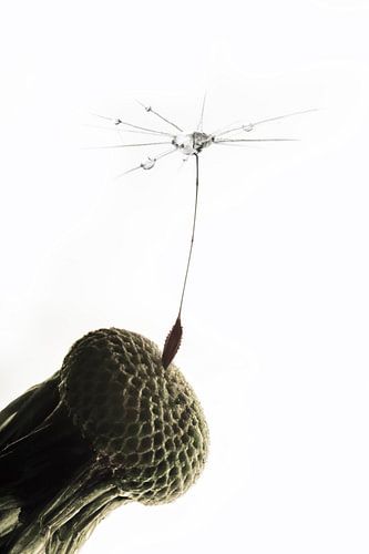 Betoverende Macrofoto van een Paardebloem met Laatste Zaadje in de Wind