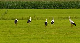 Ooievaars op het weiland  by Ruud Lobbes