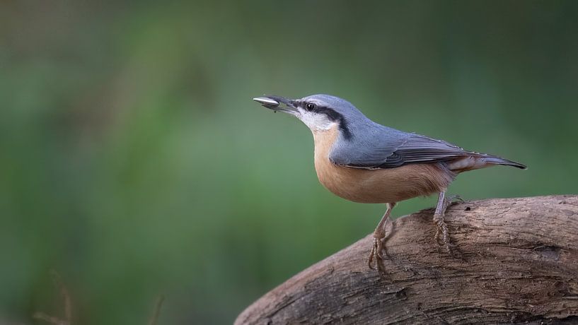A nuthatch on a tree trunk by Anges van der Logt