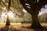 Herbstsonne von Mark Leeman Miniaturansicht