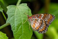 Nahaufnahme Schmetterling auf einem Blatt