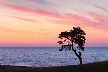 Pine Haväng by Sven-Erik Arndt