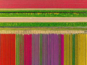 Bunte Tulpen auf einem Feld im Frühling von Sjoerd van der Wal Fotografie