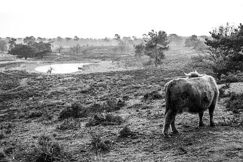 Highlander dans un paysage de prairie