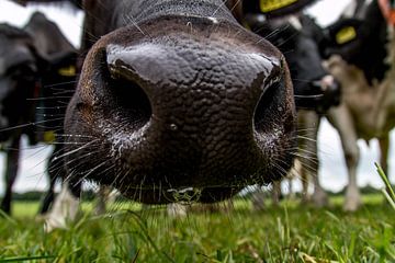 Nieuwsgierige koe van SRF