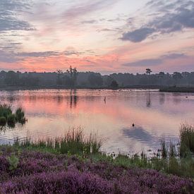 Heide vennen in paars roze ontwaken van Chantal van Dooren