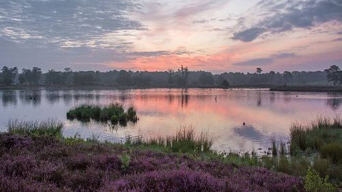 Heide vennen in paars roze ontwaken