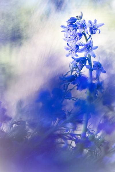 Blue, blue Hyacinth van Bob Daalder