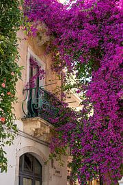 Blühendes Bouganville über mediterranem Balkon