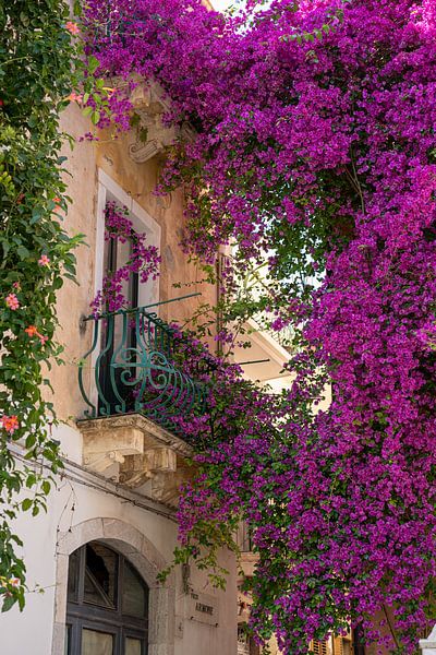 Bouganville en fleurs sur un balcon méditerranéen par Elyse Madlener