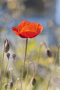 Mohnblume mit Knospen von Kurt Krause