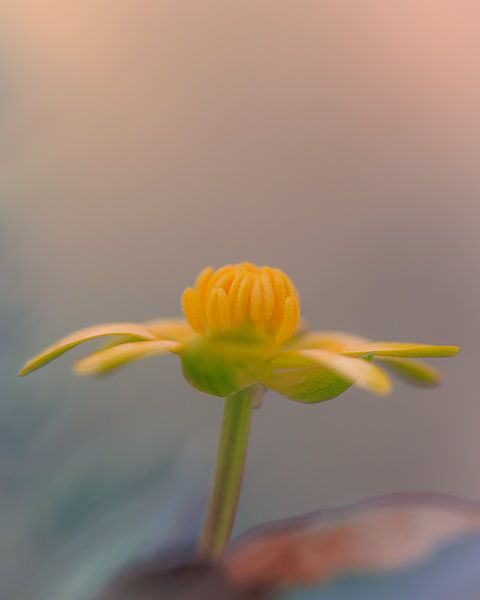 Spring lesser celandine by Horst Husheer