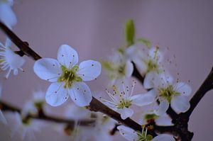 Gros plan d'une branche de prunellier en fleur (couchée)