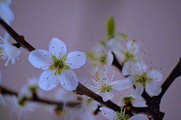 Close up of a blossoming Blackthorn branch (lying down) by Joran Quinten