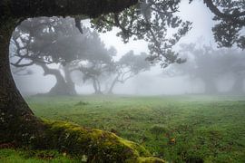 Grün und ein wenig Nebel... von Peter Korevaar