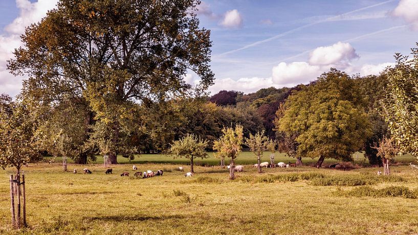 House Meadow Genhoes Castle Farm by Rob Boon