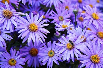 Purple mountain asters by Retrotimes