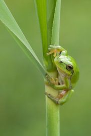 Baumfrosch am Schilfrohrstiel in grün von Jeroen Stel