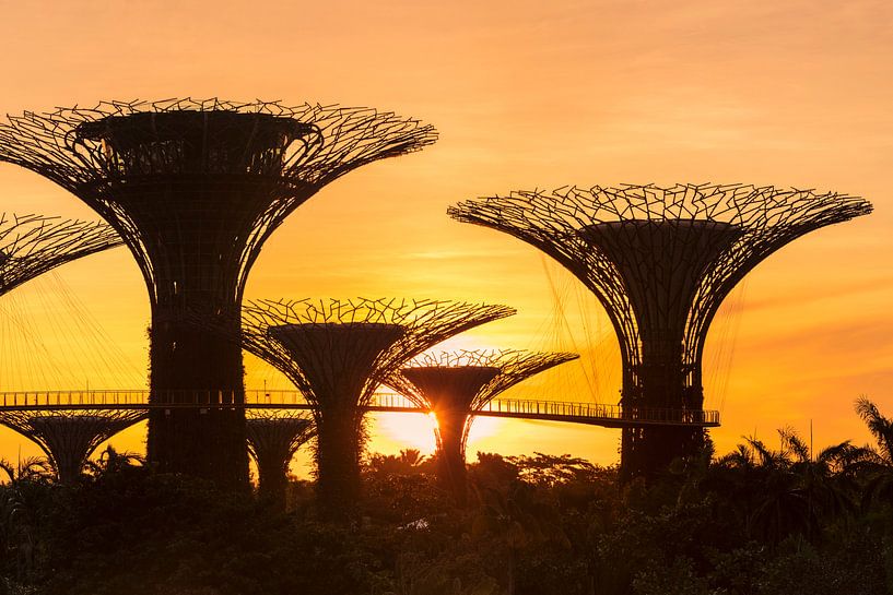 Supertrees bei Sonnenaufgang, Gardens by the Bay, Singapur, von Markus Lange