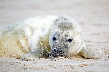 Baby zeehond (grypus halichoerus) op het strand van Eye on You