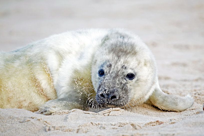 Baby seal (grypus halichoerus) on the beach by Eye on You