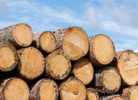 Logs