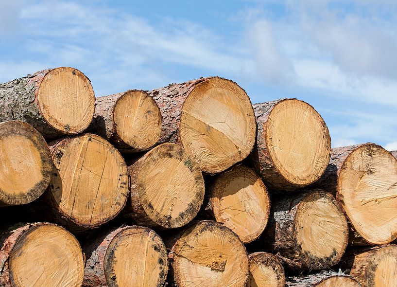 Logs by Michael Schuppich