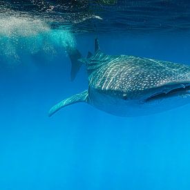 Whale shark in a blue world (1) by Lennart Verheuvel