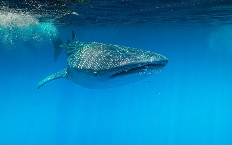 Whale shark in a blue world (1) by Lennart Verheuvel