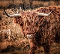 Scottish Highlander