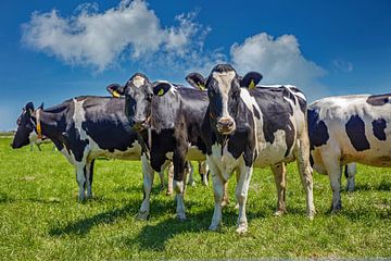 vaches sur Lisette van Peenen