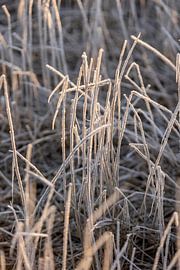 Winterszenen in den frühen Morgenstunden von Lydia