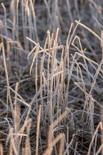 Winter scenes early in the morning