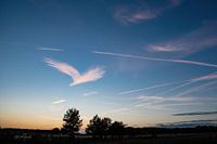 Wolkvogel in de zonsondergang