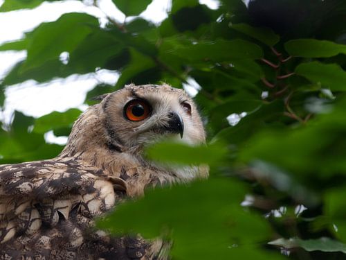 Eule im Baum versteckt