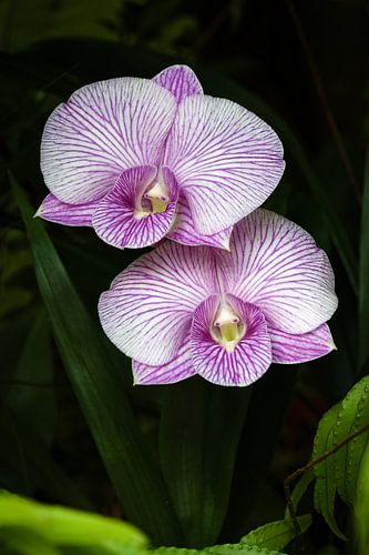 Tropical orchids with purple and white veins in perfect harmony