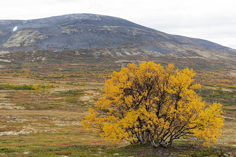 Goudgele boom in de herfst in Noorwegen van Barbara Brolsma