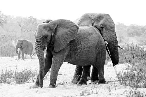 Olifanten in rust 