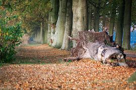 Pad van bladeren by Harld Roling